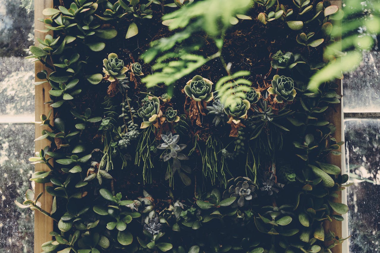 Home A striking vertical garden display featuring diverse succulents and lush foliage.