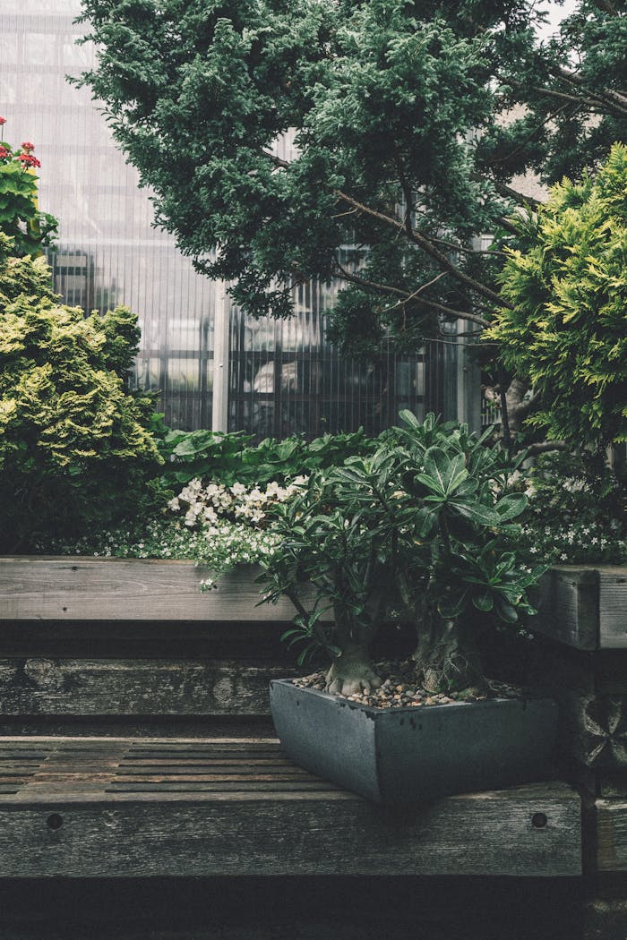 Home Peaceful garden scene featuring a wooden bench, bonsai tree, and lush greenery.